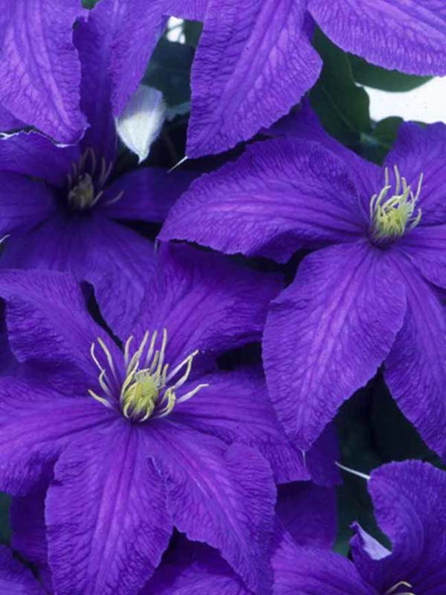 Clematis Rhapsody