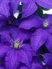 Clematis Rhapsody