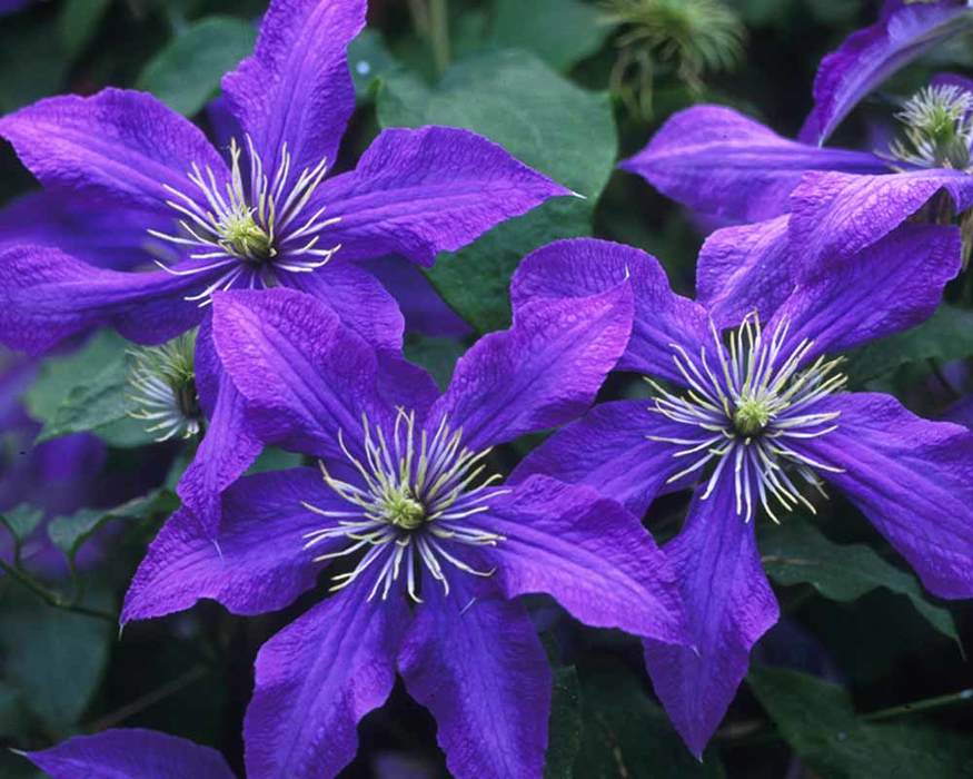 Clematis Rhapsody-Clematis Plant in 4 /" Pot