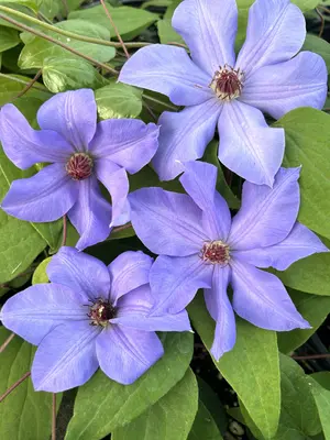 Link to Clematis Ramona