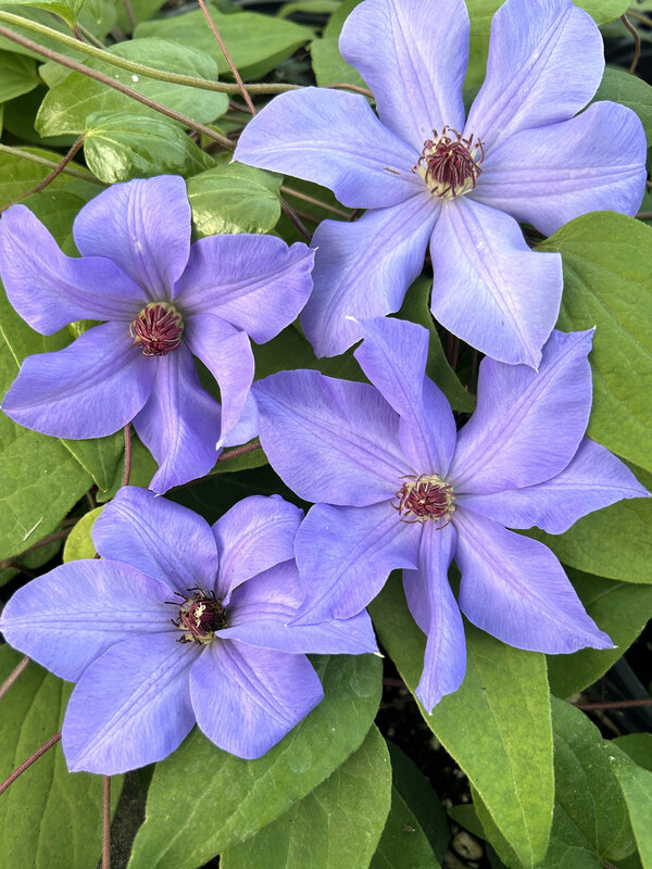 Clematis Ramona