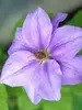 Clematis Ramona