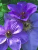Clematis Ramona