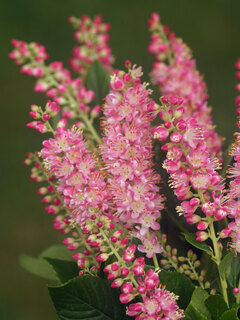 Clethra