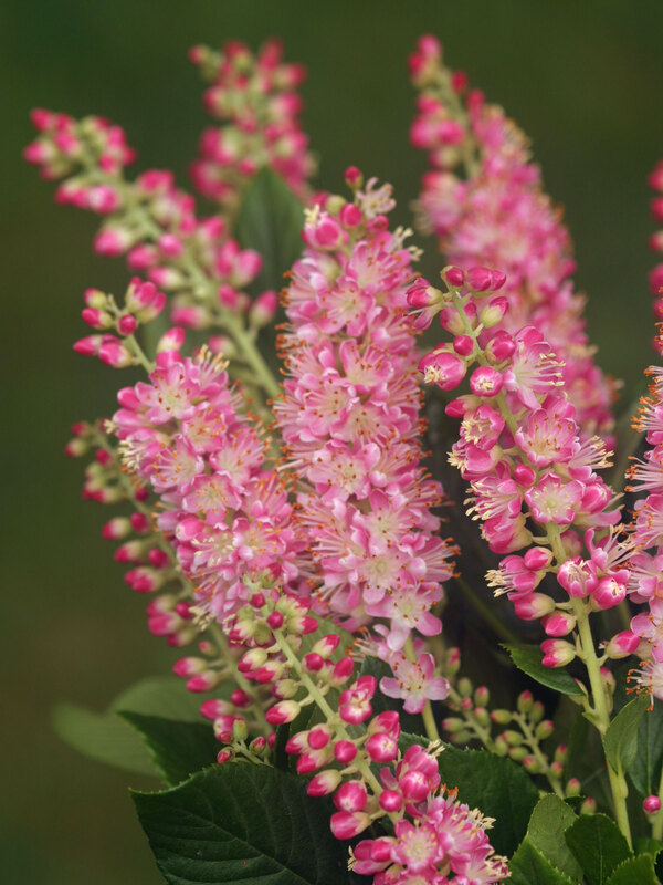 Clethra Ruby Spice
