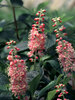 Clethra Ruby Spice