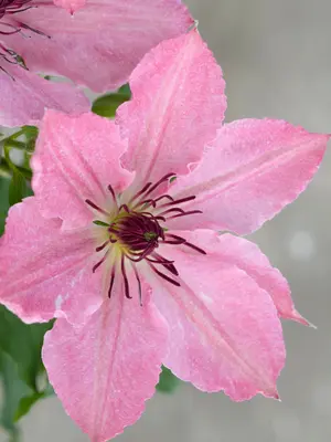 Link to Clematis Sarah Elizabeth