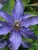 Clematis Sapphire Indigo