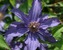 Clematis Sapphire Indigo