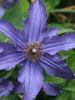 Clematis Sapphire Indigo