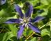 Clematis Sapphire Indigo