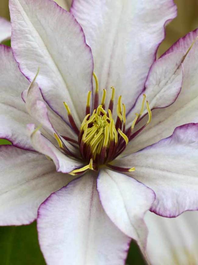 Clematis Samaritan Jo