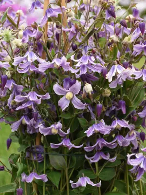 Link to Clematis Stand By Me Lavender