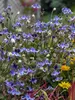 Clematis Stand By Me