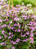 Clematis Stand By Me Pink