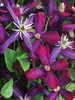 Clematis Sweet Summer