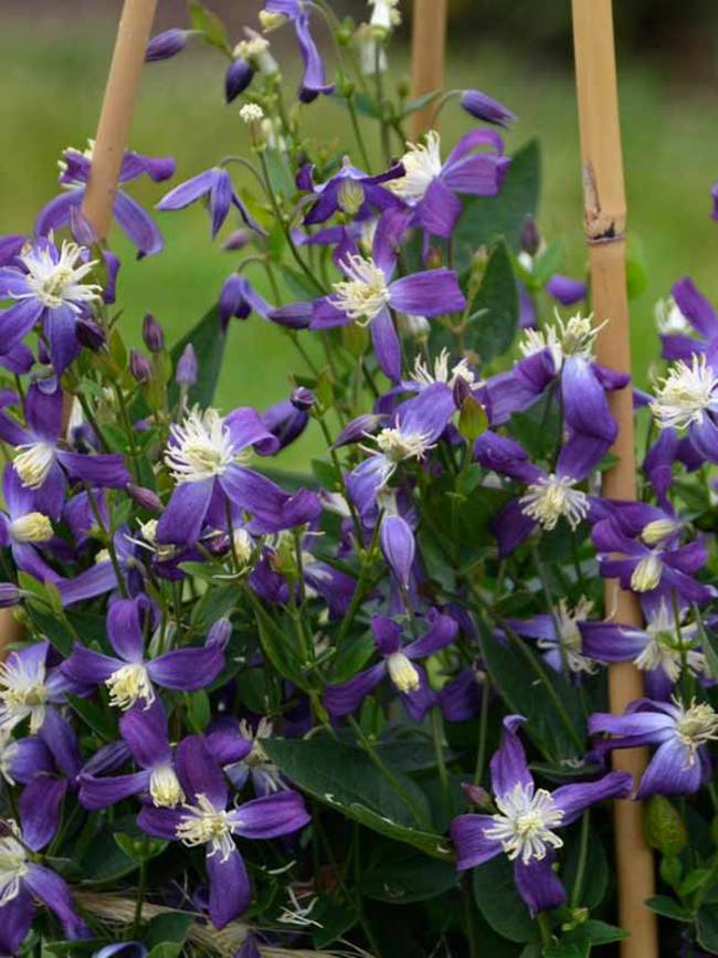 Clematis Violet Stardust