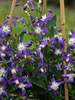 Clematis Violet Stardust