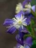 Clematis Violet Stardust