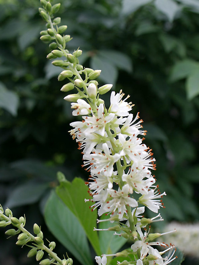 Clematis Sugartina Crystalina