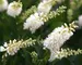 Clematis Sugartina Crystalina