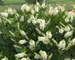 Clematis Sugartina Crystalina