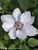 Clematis Still Waters