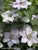Clematis Still Waters