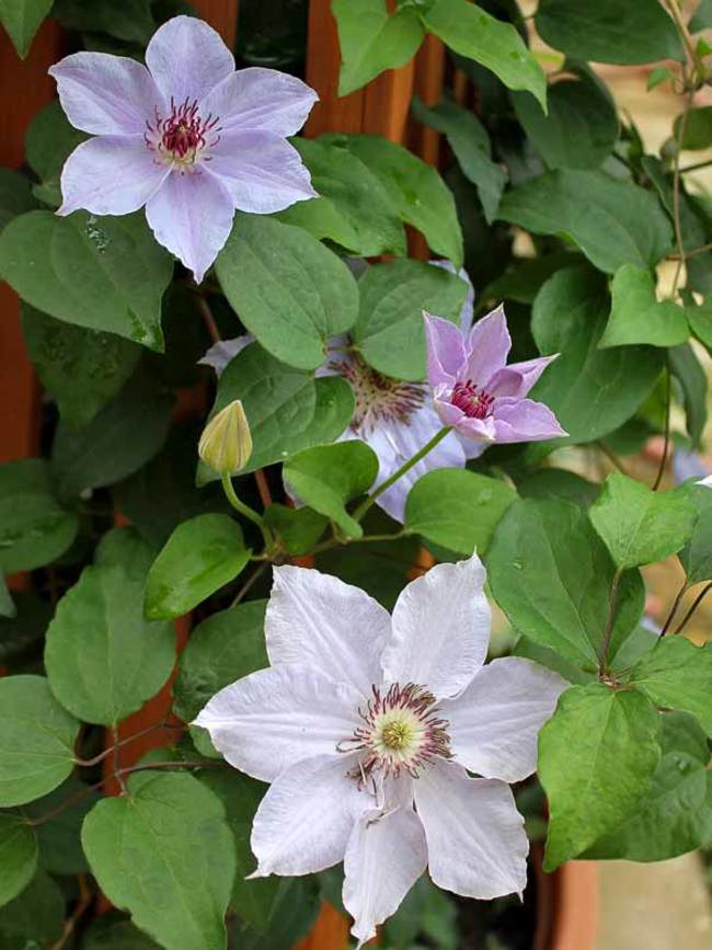 Clematis Still Waters