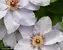 Clematis Still Waters