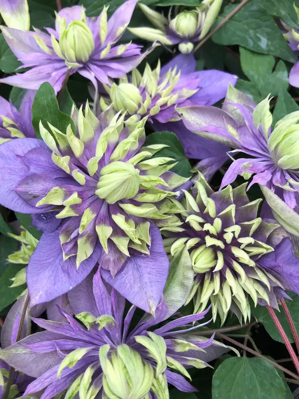 Clematis Taiga