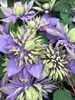 Clematis Taiga