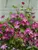 Clematis Viva Polonia