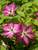 Clematis Viva Polonia