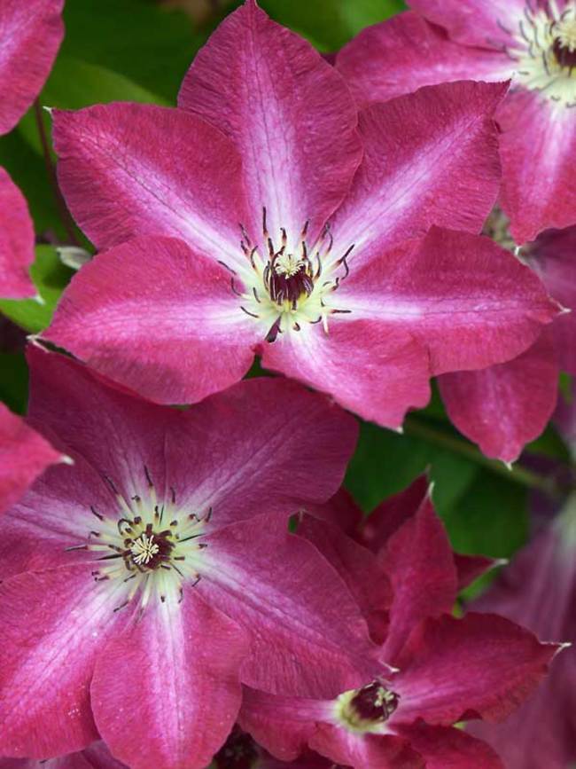 Clematis Viva Polonia