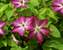Clematis Viva Polonia