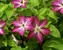 Clematis Viva Polonia