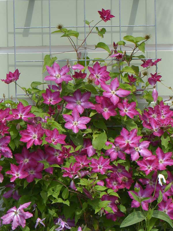 drift rose plant Peach DRIFT Rose Plant|桃色漂流（Compact Groundcover Rose with Peach-Pink B –  Rose_Explosion