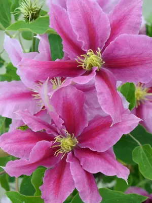Link to Clematis Vicki&#153;