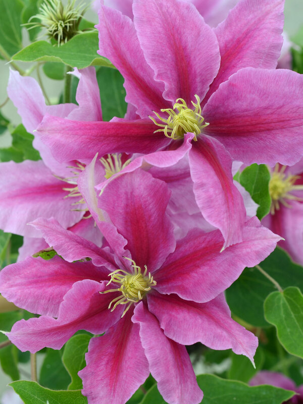 Clematis Vicki