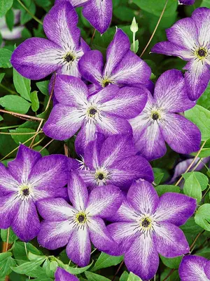 Link to Clematis Venosa Violacea