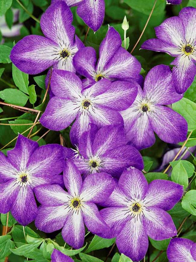 Clematis Venosa Violacea