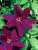 Clematis Wildfire