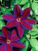 Clematis Wildfire