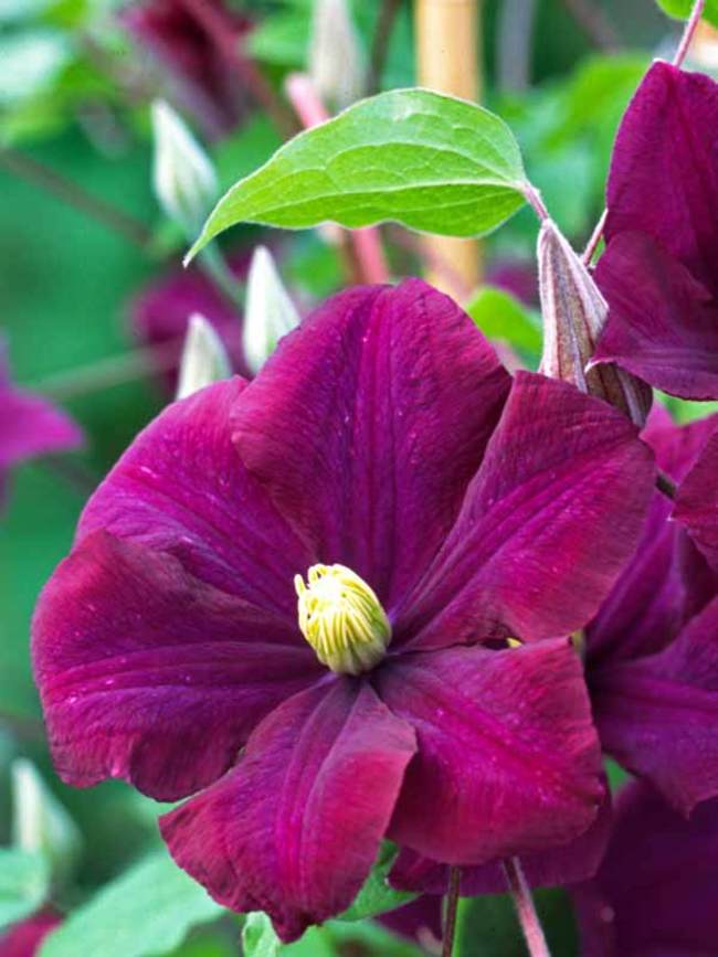 Clematis Warsaw Nike