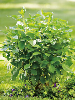 Cornus