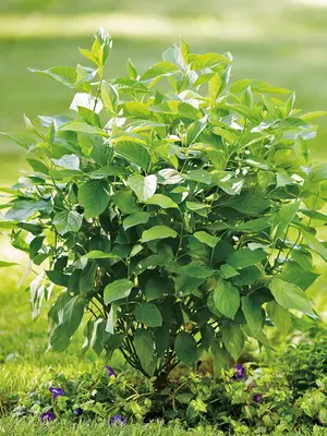 Link to Cornus Arctic Fire&reg;