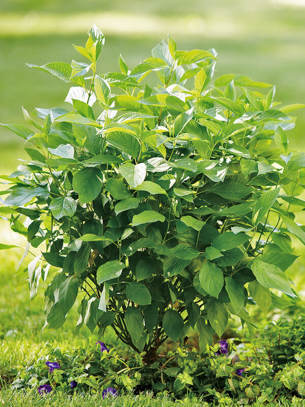 Cornus Arctic-Fire