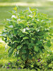 Cornus Arctic-Fire