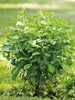 Cornus Arctic-Fire
